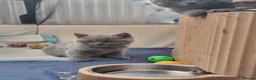 British Shorthair cats for sale: Left 3 BSH Kittens Pedigree GCCF Ready 2 July 2026 - Advert 3