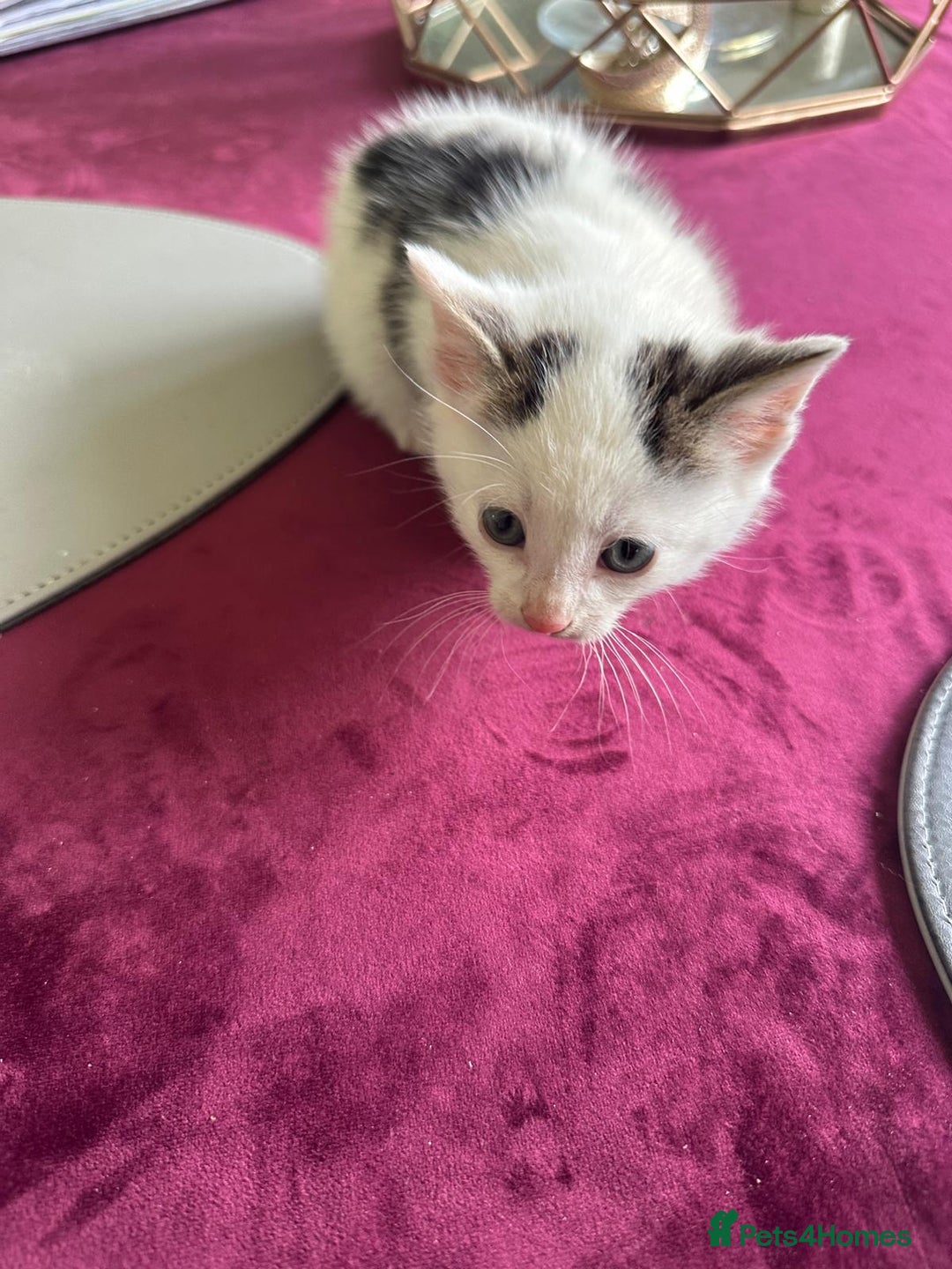 Domestic Shorthair cats for sale: Female kittens - Image 3