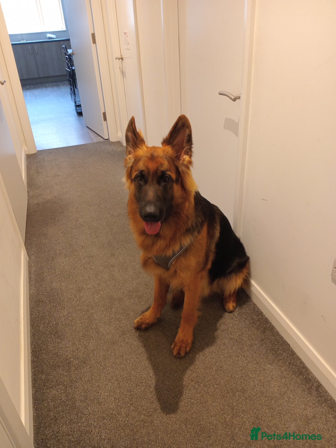German Shepherd dogs for sale: Male german shepard  - Image 3