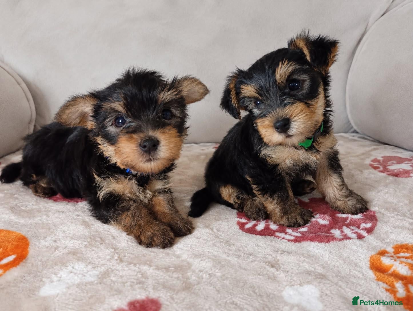 Yorkshire Terrier dogs 😍 Yorkshire terrier puppies 😍 - Advert 4