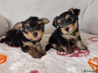 Yorkshire Terrier dogs 😍 Yorkshire terrier puppies 😍 - Advert 4