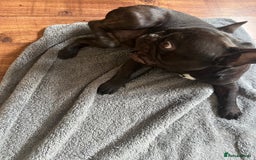 French Bulldog dogs for sale: 🐶 KC Registered Male French Bulldog – 1yr 9mo - Image 6