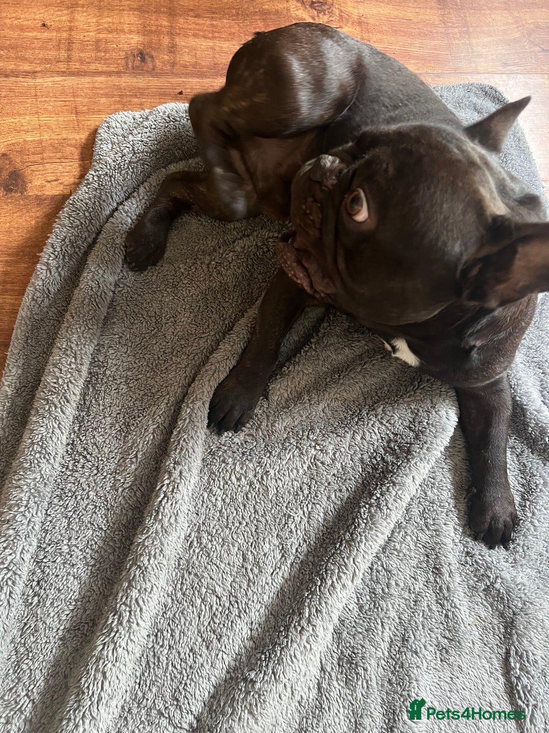 French Bulldog dogs for sale: 🐶 KC Registered Male French Bulldog – 1yr 9mo - Image 6