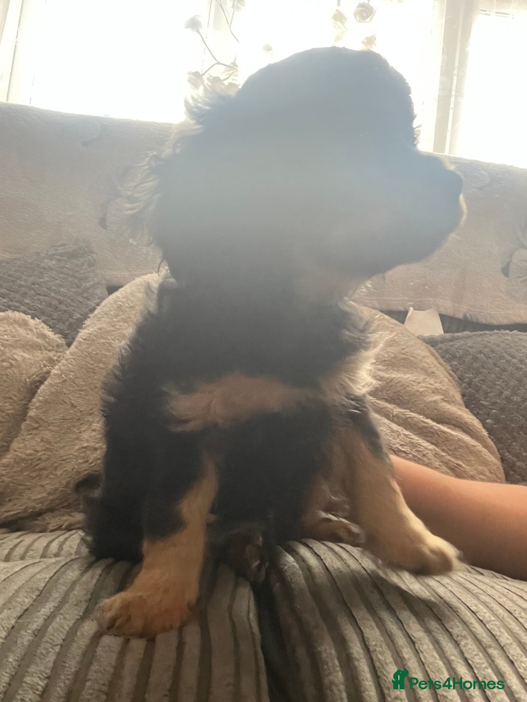 Cavapoo dogs for sale: Cavapoo x Cavalier - Image 9