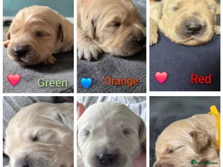 Golden Retriever dogs Golden retriever puppies - Advert 12