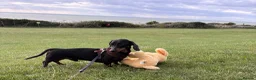 Miniature Dachshund dogs for stud: RIO — Proven Miniature Smooth Haired Dach Stud - Advert 3