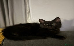 British Longhair cats for sale: Three kittens for sale  - Image 5