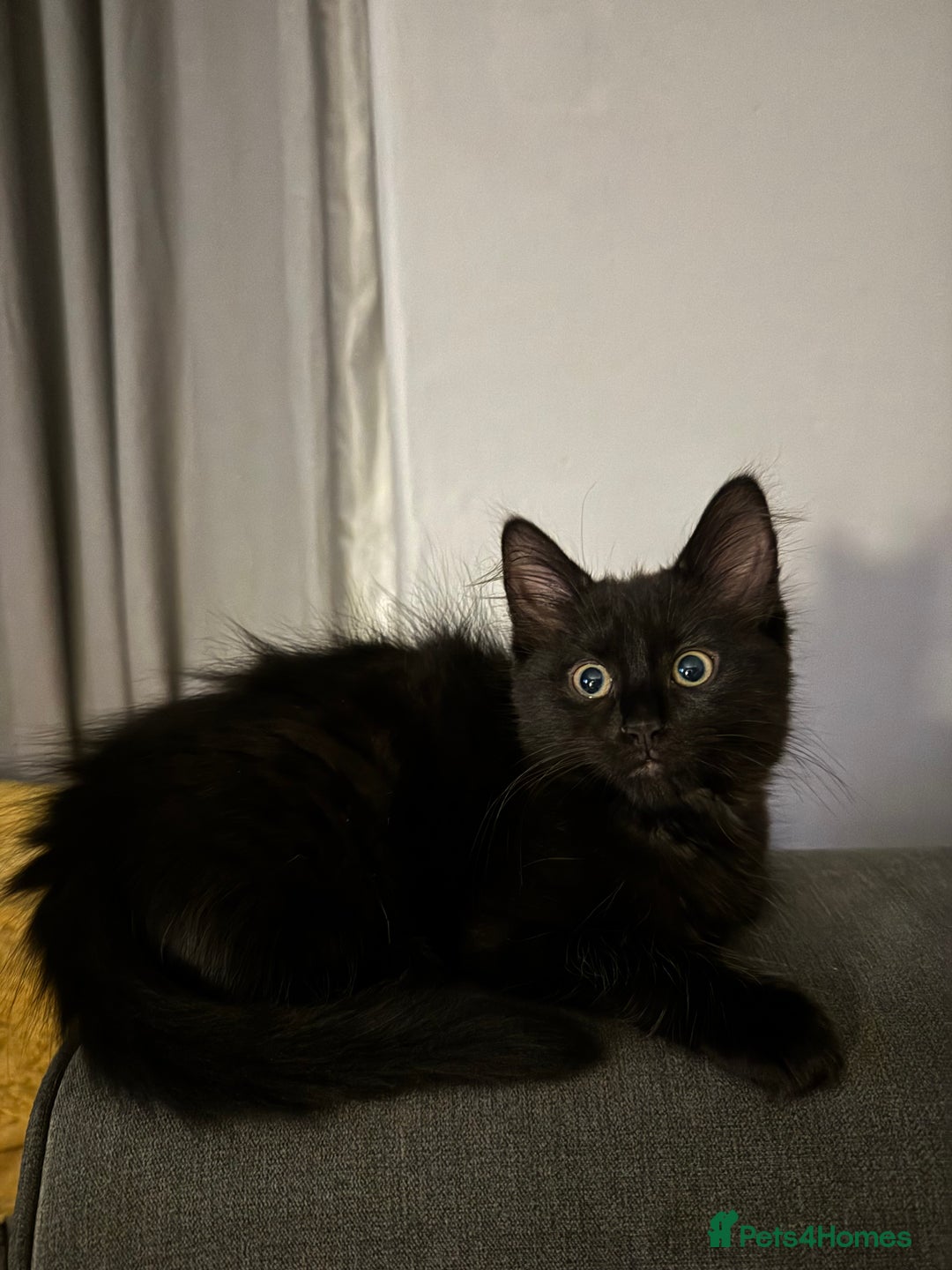 British Longhair cats for sale: Three kittens for sale  - Image 5
