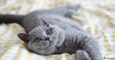British Shorthair cats - Advert 16