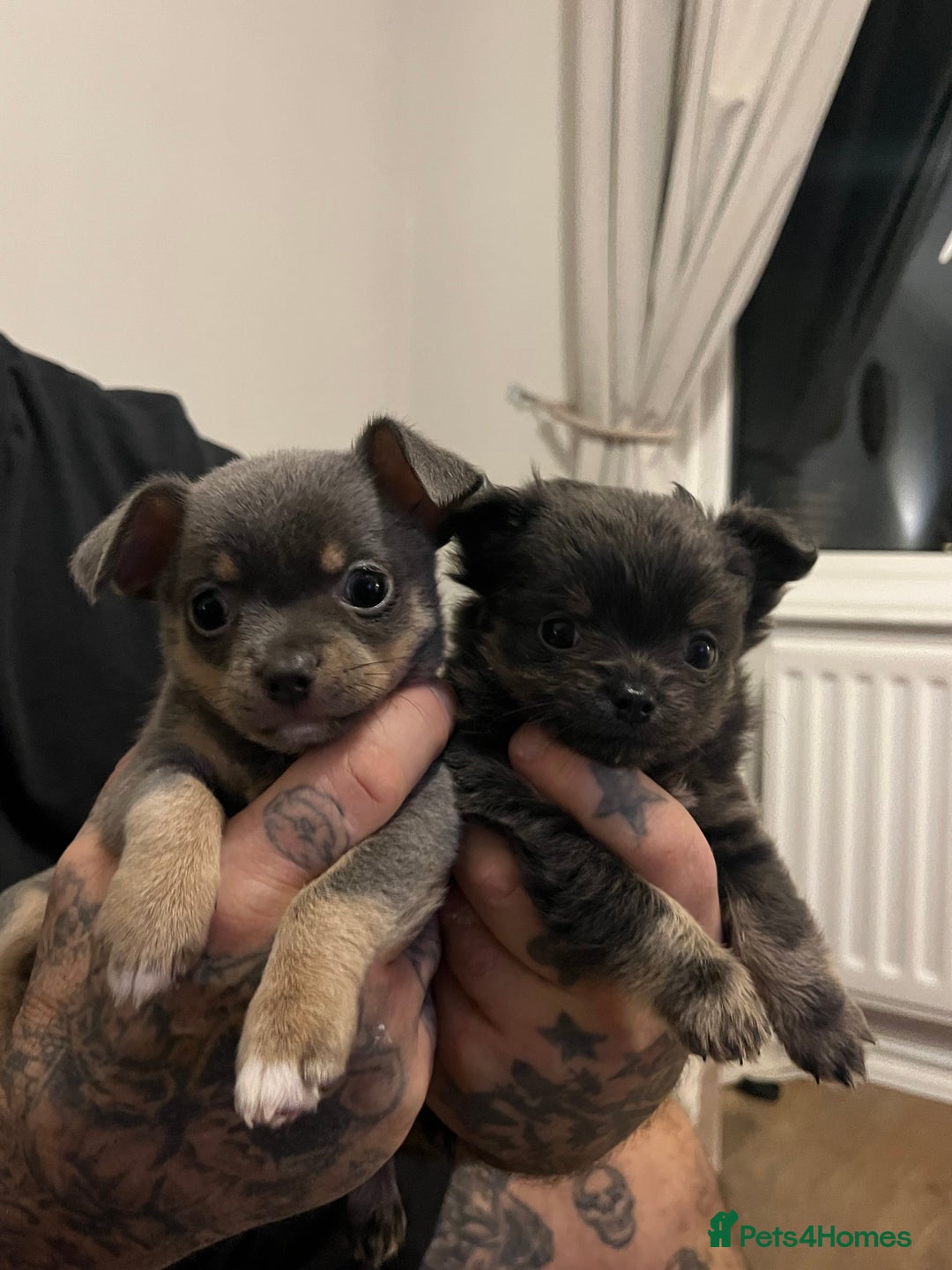Chihuahua dogs for sale: 2 Chihuahua girls ready to leave   - Advert 1