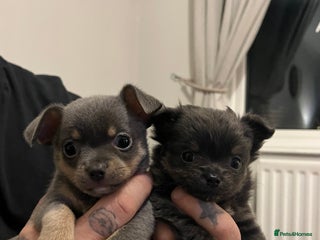 Chihuahua dogs 2 Chihuahua girls ready to leave - Advert 17