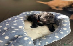 Cocker Spaniel dogs for sale: Working Cocker Spaniels - Image 32