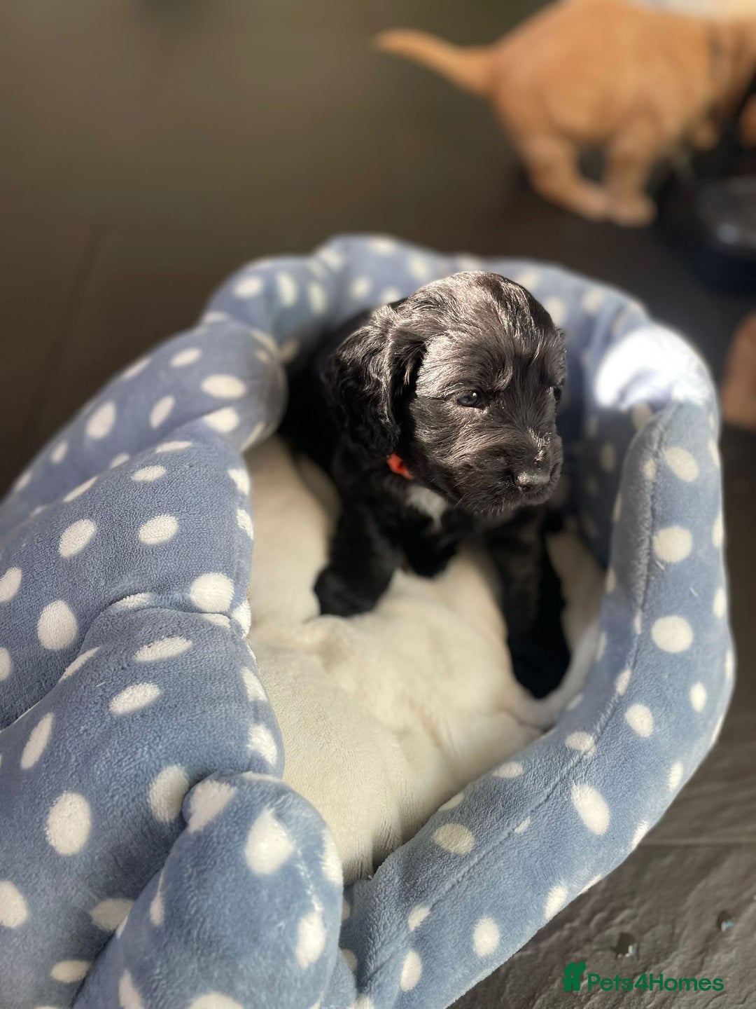 Cocker Spaniel dogs for sale: Working Cocker Spaniels - Image 32