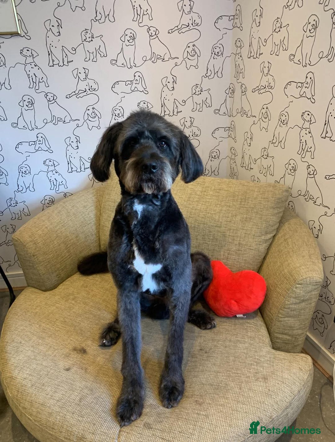 Mixed Breed dogs for sale: Saint Bernadoodles F1  - Image 16