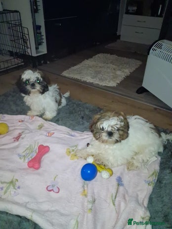 Shih Tzu dogs - Advert 6