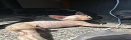 Sphynx cats for sale: 5 Canadian Sphynx kittens for sale - Advert 18