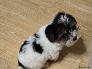 Yorkshire Terrier dogs - Advert 1