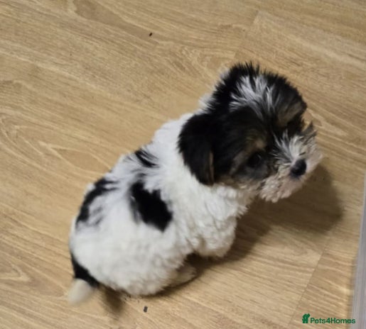 Yorkshire Terrier dogs - Advert 1