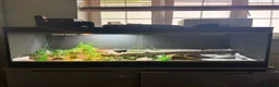 Leopard Gecko reptiles for sale: Normal Leopard Gecko - Advert 6