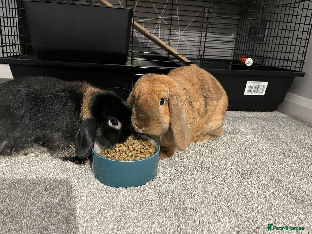 Mini Lop rabbits for sale: 2 Mini Lops For Sale  - Image 4