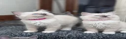 Ragdoll cats for sale: 🩵Stunning Blue Mitted Ragdoll Kitens🩵 - Advert 8