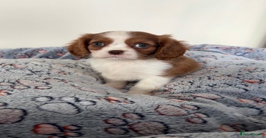 Cavalier King Charles Spaniel dogs - Advert 6