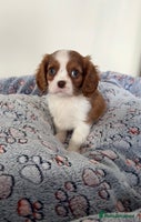 Cavalier King Charles Spaniel dogs - Advert 6