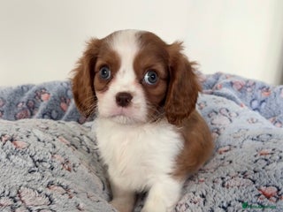 Cavalier King Charles Spaniel dogs - Advert 1