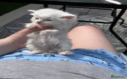 Ragdoll cats for sale: Turkish Angora/Ragdoll pure white kitten x - Image 2