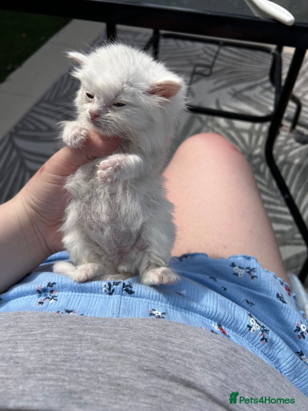 Ragdoll cats for sale: Turkish Angora/Ragdoll pure white kitten x - Image 2
