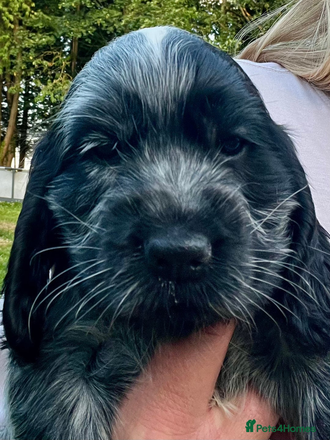 Cocker Spaniel dogs for sale: Ready Now - KC reg Blue Roan Show Cocker Spaniels in Selby - Image 2