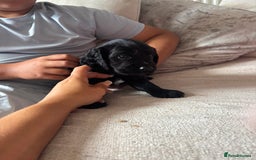 Cockapoo dogs for sale: 1 Cockapoo F1B Puppy left for sale  - Image 1