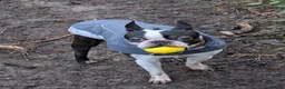 Boston Terrier dogs for stud: Harley - Boston Terrier - 7 Years Old in Stockton-on-Tees - Advert 17