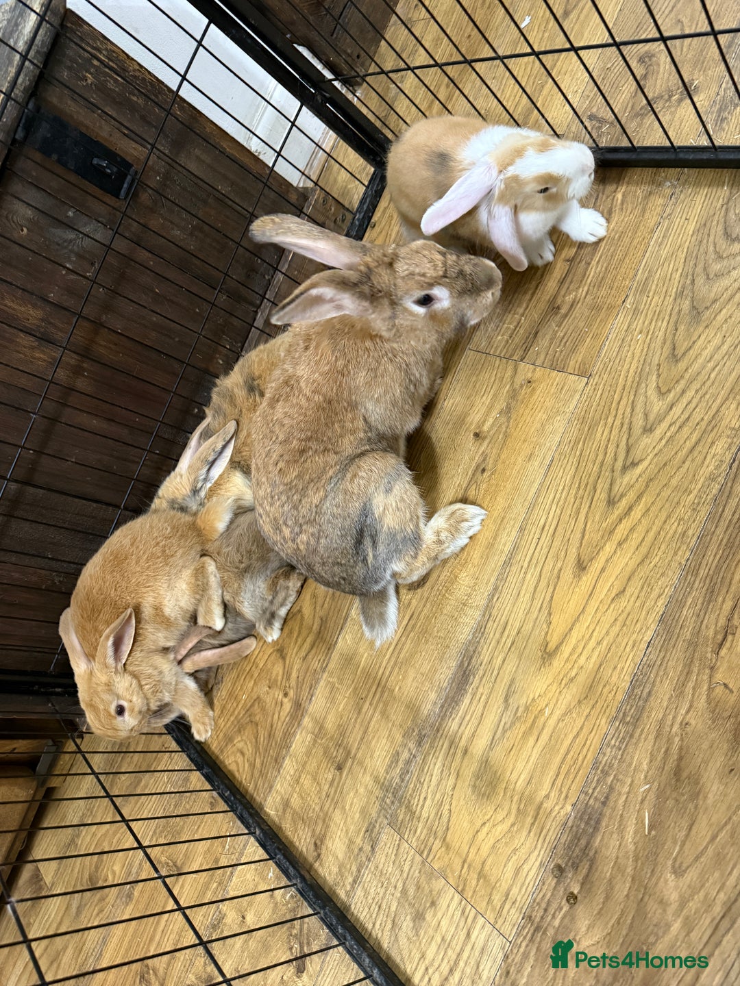 Silver Fox rabbits for sale: Spectacular Harlequin Silver Fox crosses - Image 11