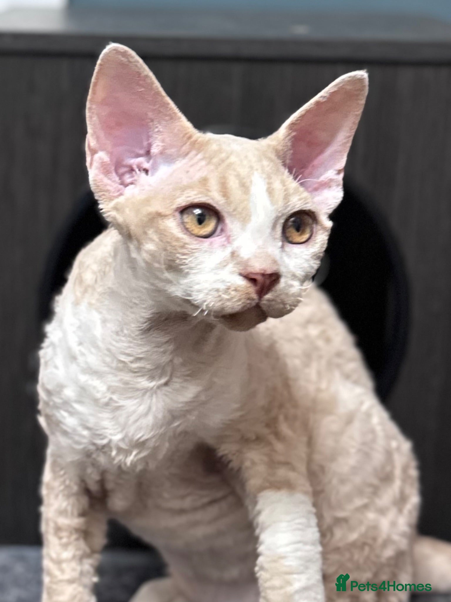 Devon Rex cats Fantastic pedigree Devon Rex Boy - Advert 8