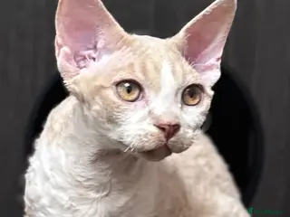 Devon Rex cats Fantastic pedigree Devon Rex Boy - Advert 8