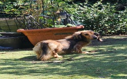 Dachshund dogs for sale: Mini Long Haired Dachshund Boys - Image 8