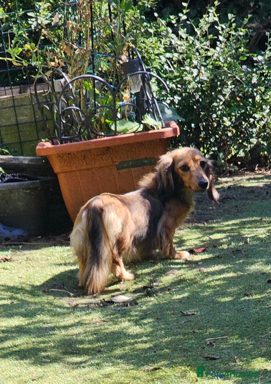 Dachshund dogs for sale: Mini Long Haired Dachshund Boys - Image 8