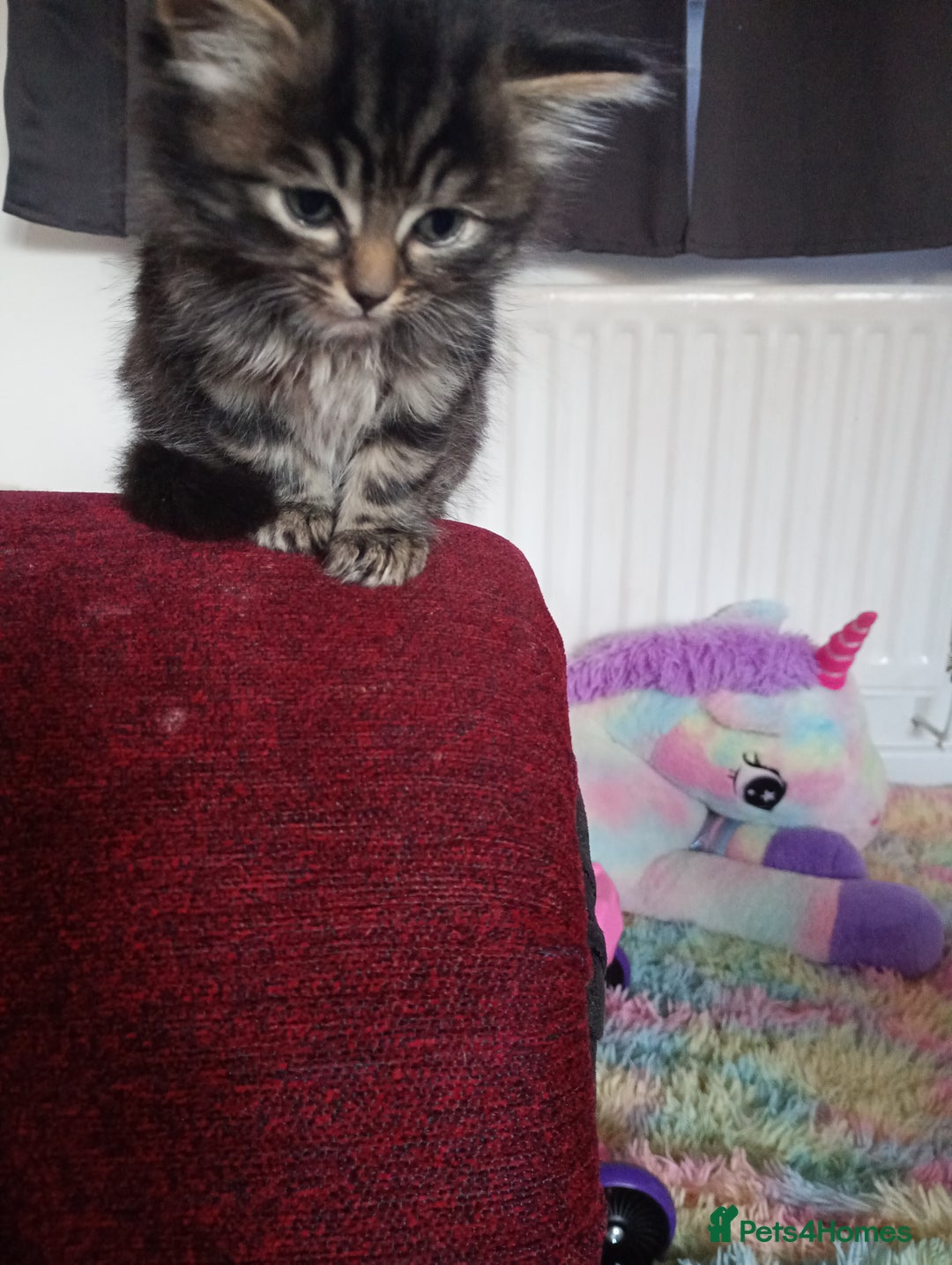 Mixed Breed cats for sale: Tabby grey kitten for sale - Image 4