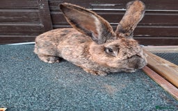 Continental Giant rabbits for sale: Continental giant rabbit  - Image 1