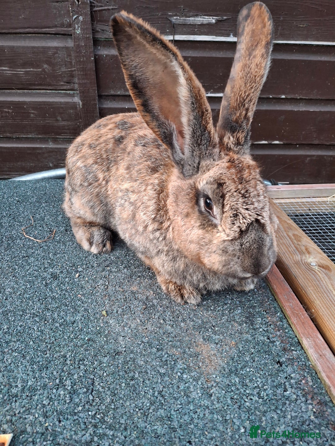 Continental Giant rabbits for sale: Continental giant rabbit  - Image 1