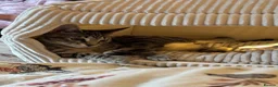 Mixed Breed cats for sale: Female tabby kitten  - Advert 4