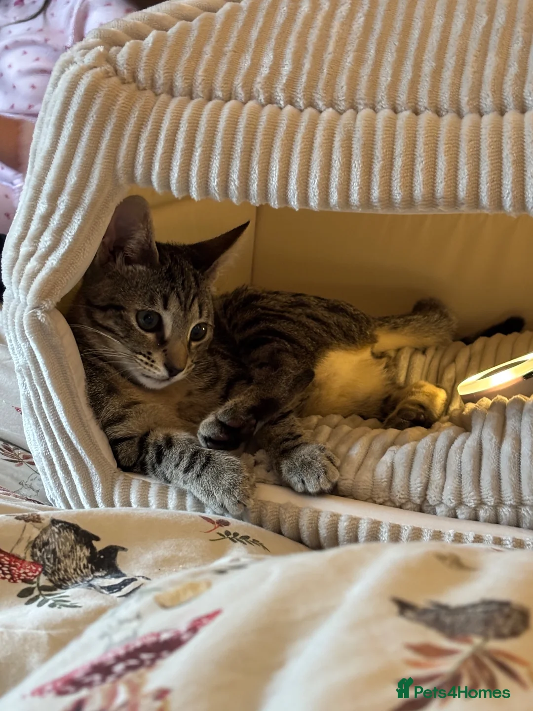 Mixed Breed cats for sale: Female tabby kitten  - Advert 4