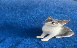 Brazilian Shorthair cats for sale: Beautiful grey and white kitten in West Malling - Image 1