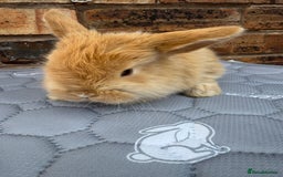 Mini Lop rabbits for sale: Pure mini lops  - Image 3