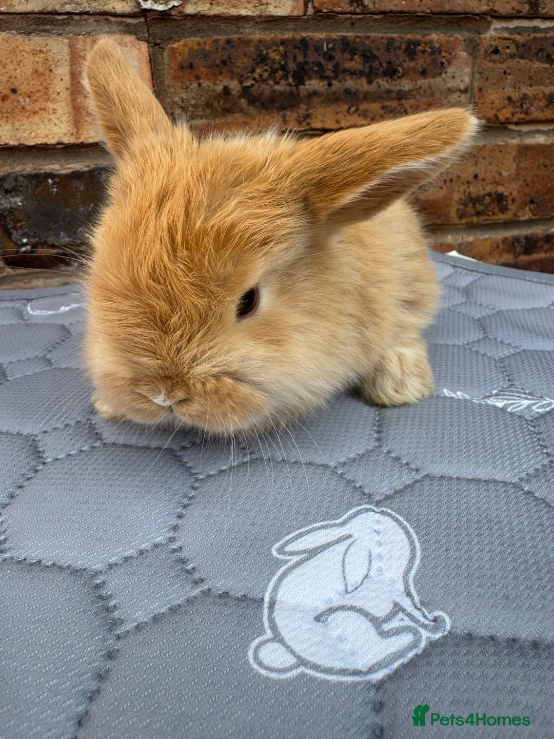 Mini Lop rabbits for sale: Pure mini lops  - Image 3