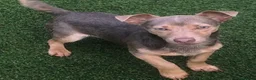 Jack Russell dogs for sale: Much Wenlock stunning puppy  - Advert 35