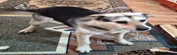 Mixed Breed dogs for adoption: Really… does nobody want to give me a chance? 💔🐶 - Advert 7