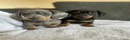 Miniature Dachshund dogs for sale: Gorgeous little dachshund puppies - Advert 3