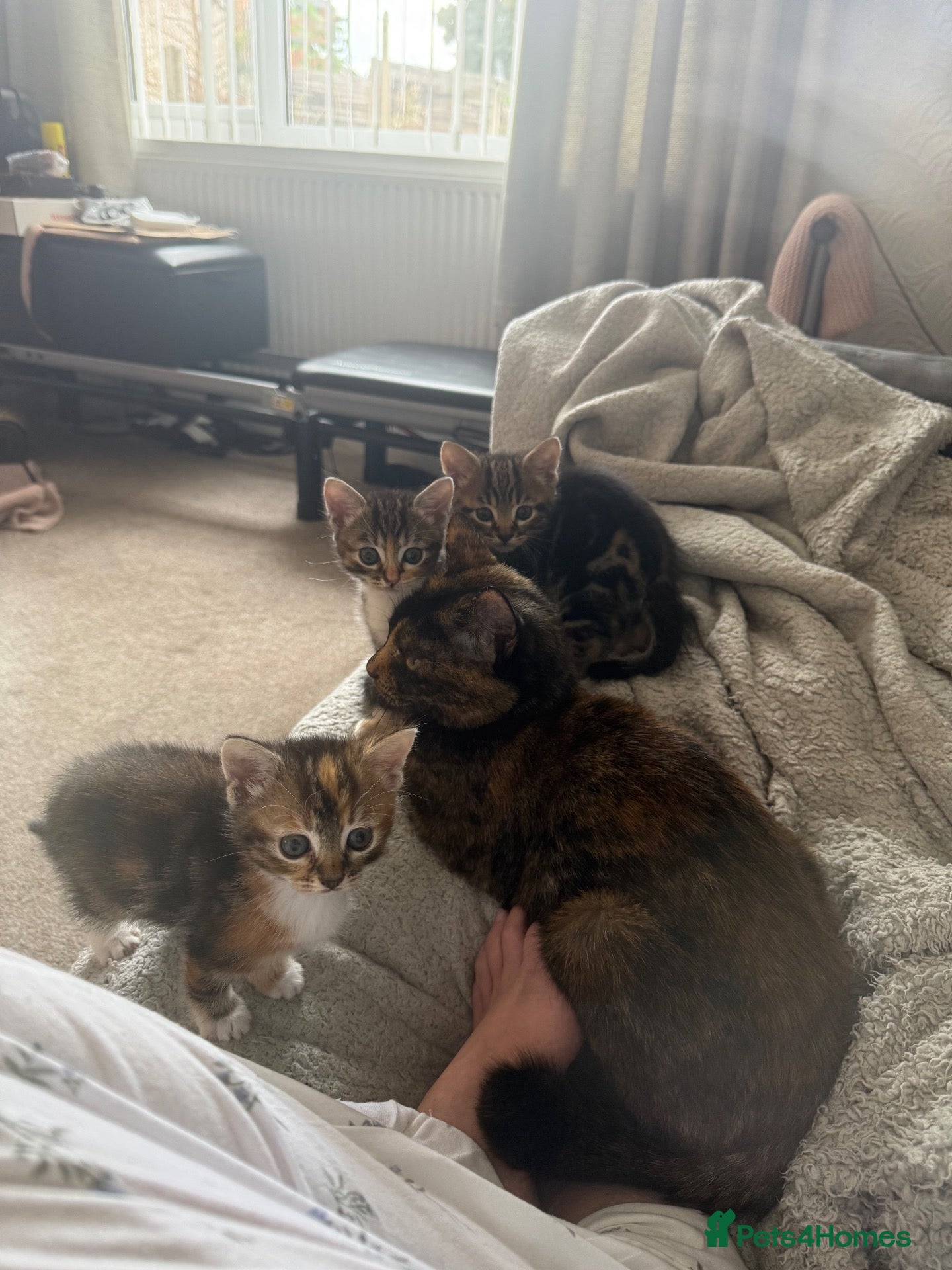 Mixed Breed cats 3 Kittens for Sale  - Advert 3